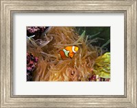 Framed Close up of a Clown Fish in an Anemone, Nadi, Fiji
