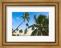 Framed Nanuku Levu, Fiji Islands palm trees with coconuts, Fiji, Oceania