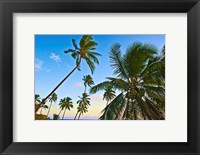 Framed Nanuku Levu, Fiji Islands palm trees with coconuts, Fiji, Oceania
