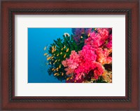 Framed Multicolor Soft Corals, Coral Reef, Bligh Water Area, Viti Levu, Fiji Islands