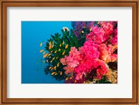 Framed Multicolor Soft Corals, Coral Reef, Bligh Water Area, Viti Levu, Fiji Islands