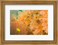 Framed Golden Dream Reef, Bligh Water Area, Viti Levu, Fiji Islands