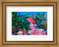 Framed Fairy Basslet fish and Coral, Viti Levu, Fiji