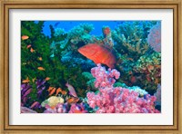 Framed Fairy Basslet fish and Coral, Viti Levu, Fiji