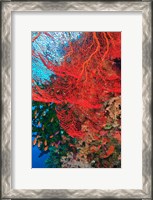 Framed Gorgonian Sea Fan, Fairy Basslets fish, Fiji