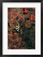 Framed Bannerfish, Viti Levu, Fiji