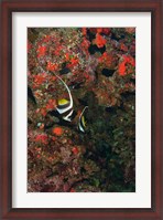 Framed Bannerfish, Viti Levu, Fiji