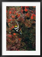 Framed Bannerfish, Viti Levu, Fiji