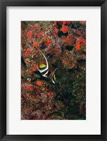 Framed Bannerfish, Viti Levu, Fiji