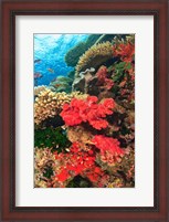 Framed Fairy Basslet fish and Red Coral, Viti Levu, Fiji