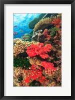 Framed Fairy Basslet fish and Red Coral, Viti Levu, Fiji