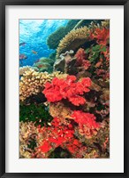 Framed Fairy Basslet fish and Red Coral, Viti Levu, Fiji