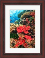 Framed Fairy Basslet fish and Red Coral, Viti Levu, Fiji
