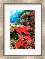 Framed Fairy Basslet fish and Red Coral, Viti Levu, Fiji