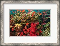 Framed Fairy Basslet fish Swimming near Coral, Fiji