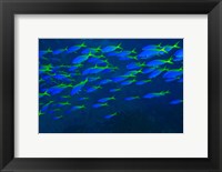 Framed Blue-Gold Fusilier fish, Viti Levu, Fiji