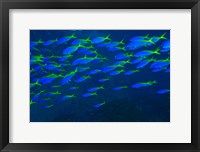 Framed Blue-Gold Fusilier fish, Viti Levu, Fiji