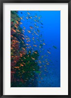 Framed Shoal of Fairy Basslet fish, Viti Levu, Fiji