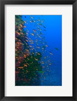 Framed Shoal of Fairy Basslet fish, Viti Levu, Fiji