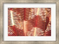 Framed Crinoid, Marine life, Viti Levu, Fiji