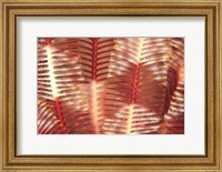 Framed Crinoid, Marine life, Viti Levu, Fiji