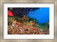 Framed Coral Cod and Anthias fish, Viti Levu, Fiji