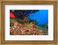 Framed Coral Cod and Anthias fish, Viti Levu, Fiji