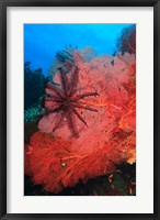 Framed Pristine Gorgonian Sea Fans marine life, Fiji