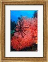 Framed Pristine Gorgonian Sea Fans marine life, Fiji