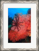 Framed Pristine Gorgonian Sea Fans marine life, Fiji