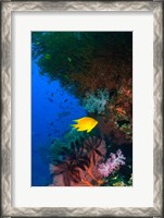 Framed Yellow Damsel, Gorgonian sea fan, Fish, Fiji
