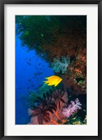 Framed Yellow Damsel, Gorgonian sea fan, Fish, Fiji