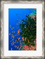 Framed Coral and Fairy Basslet fish, Viti Levu, Fiji