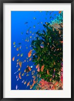 Framed Coral and Fairy Basslet fish, Viti Levu, Fiji