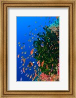 Framed Coral and Fairy Basslet fish, Viti Levu, Fiji