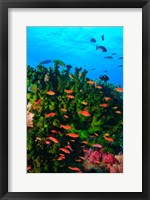 Framed Fairy Basslet fish in Clear Blue Waters, Viti Levu, Fiji