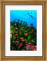 Framed Fairy Basslet fish in Clear Blue Waters, Viti Levu, Fiji