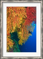 Framed Gorgonian Sea Fan, Marine life, Viti Levu Fiji