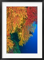 Framed Gorgonian Sea Fan, Marine life, Viti Levu Fiji