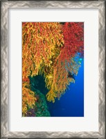 Framed Gorgonian Sea Fan, Marine life, Viti Levu Fiji