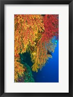 Framed Gorgonian Sea Fan, Marine life, Viti Levu Fiji