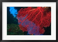 Framed Gorgonian Sea Fan, Viti Levu Fiji