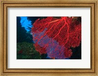 Framed Gorgonian Sea Fan, Viti Levu Fiji