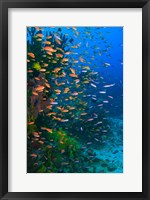 Framed Scuba Diver, Fairy Basslet fish Viti Levu Fiji