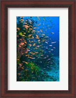 Framed Scuba Diver, Fairy Basslet fish Viti Levu Fiji