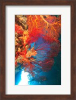 Framed Gorgonian Sea Fan, Marine life, Fiji