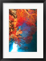 Framed Gorgonian Sea Fan, Marine life, Fiji