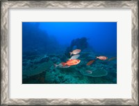 Framed Bigeye Fish near Beqa Island, Viti Levu, Fiji