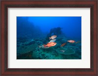 Framed Bigeye Fish near Beqa Island, Viti Levu, Fiji