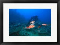 Framed Bigeye Fish near Beqa Island, Viti Levu, Fiji